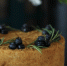 Гастрономическое путешествие начинается со вкуса: Мичуринские яблоки часть фестиваля «Гастробренд Тамбов» - Туристический портал