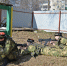 Казаки мичуринского колледжа показали удаль на “Лихих забавах” - Michurinsk68.Ru